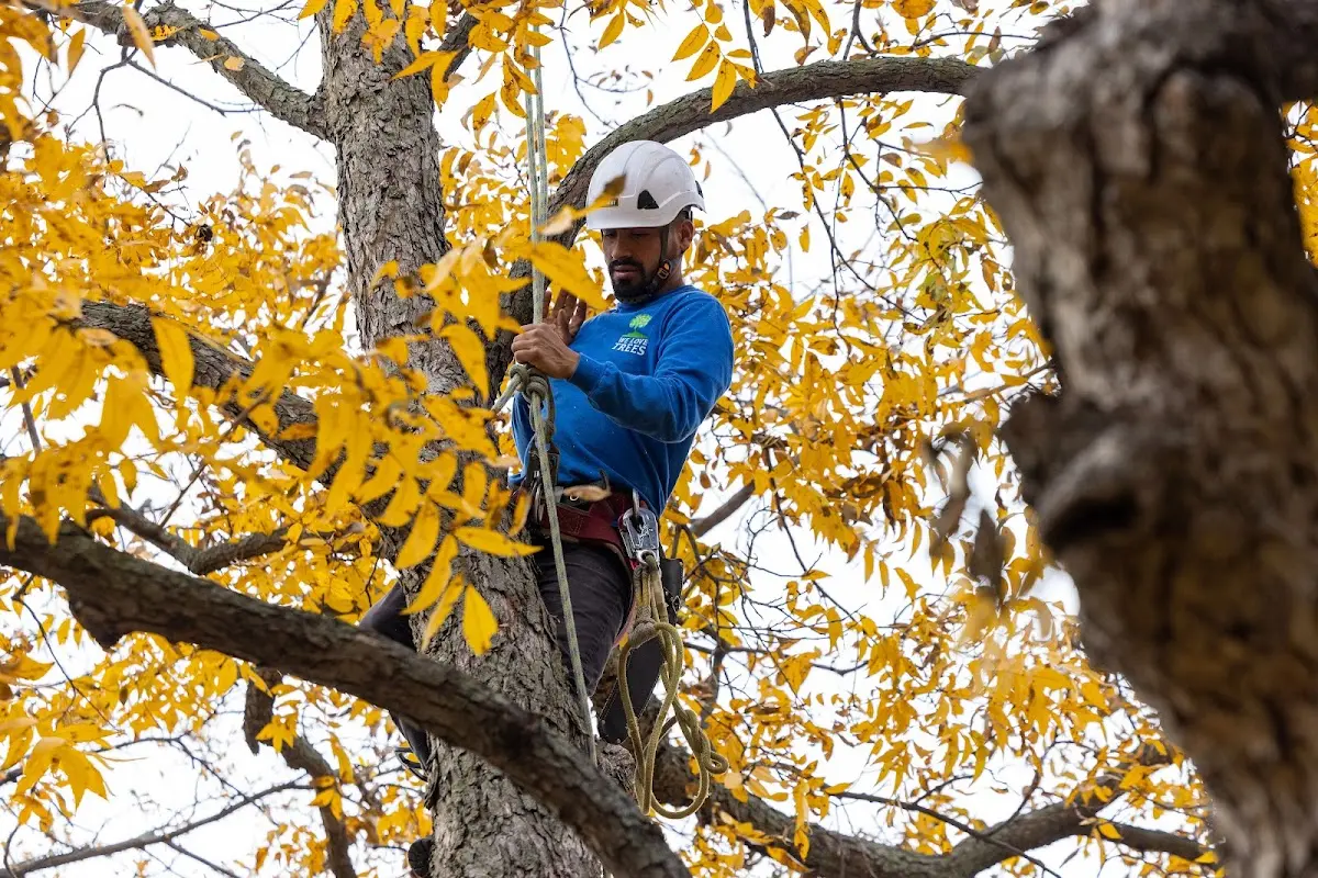 Skilled Tree Planting crew working in Brooklyn