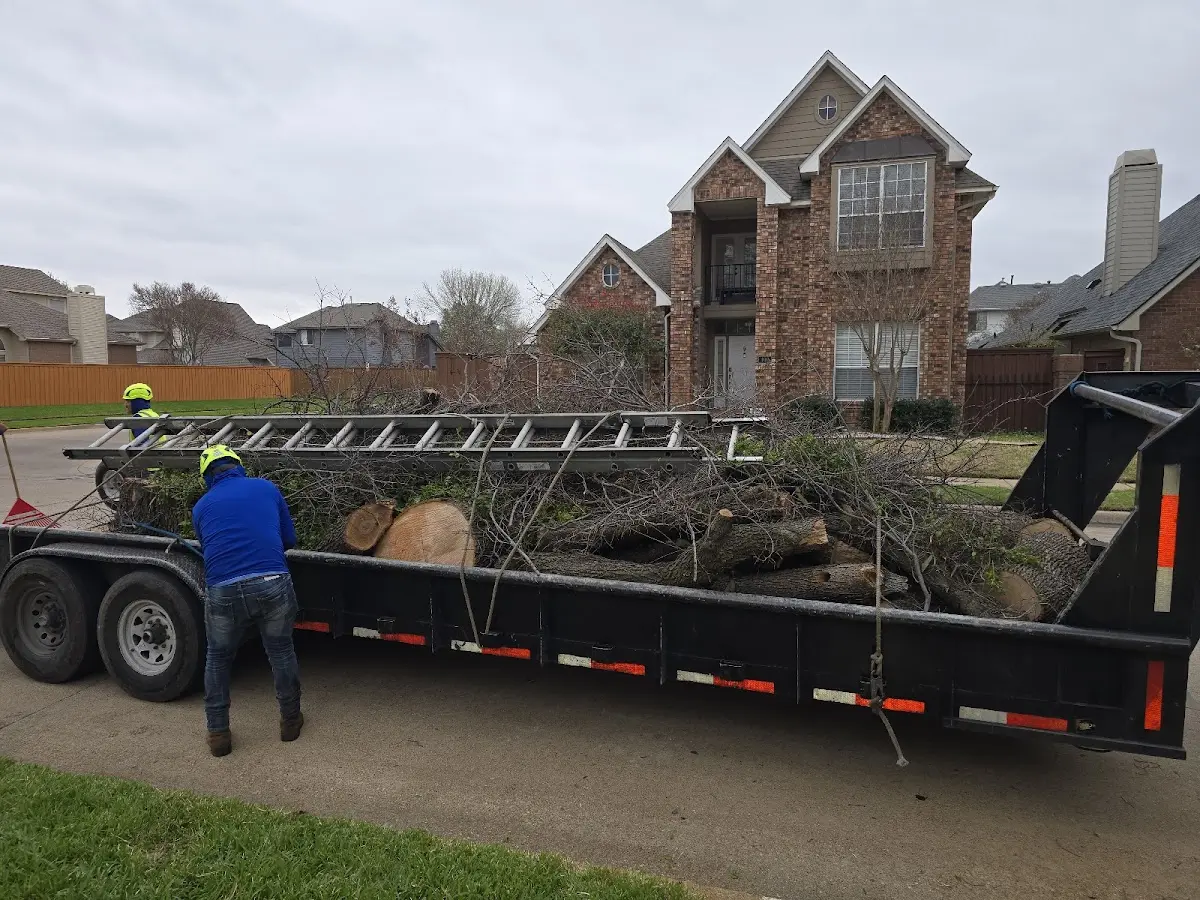 Expert Tree Pest Control with proper safety equipment in Brooklyn